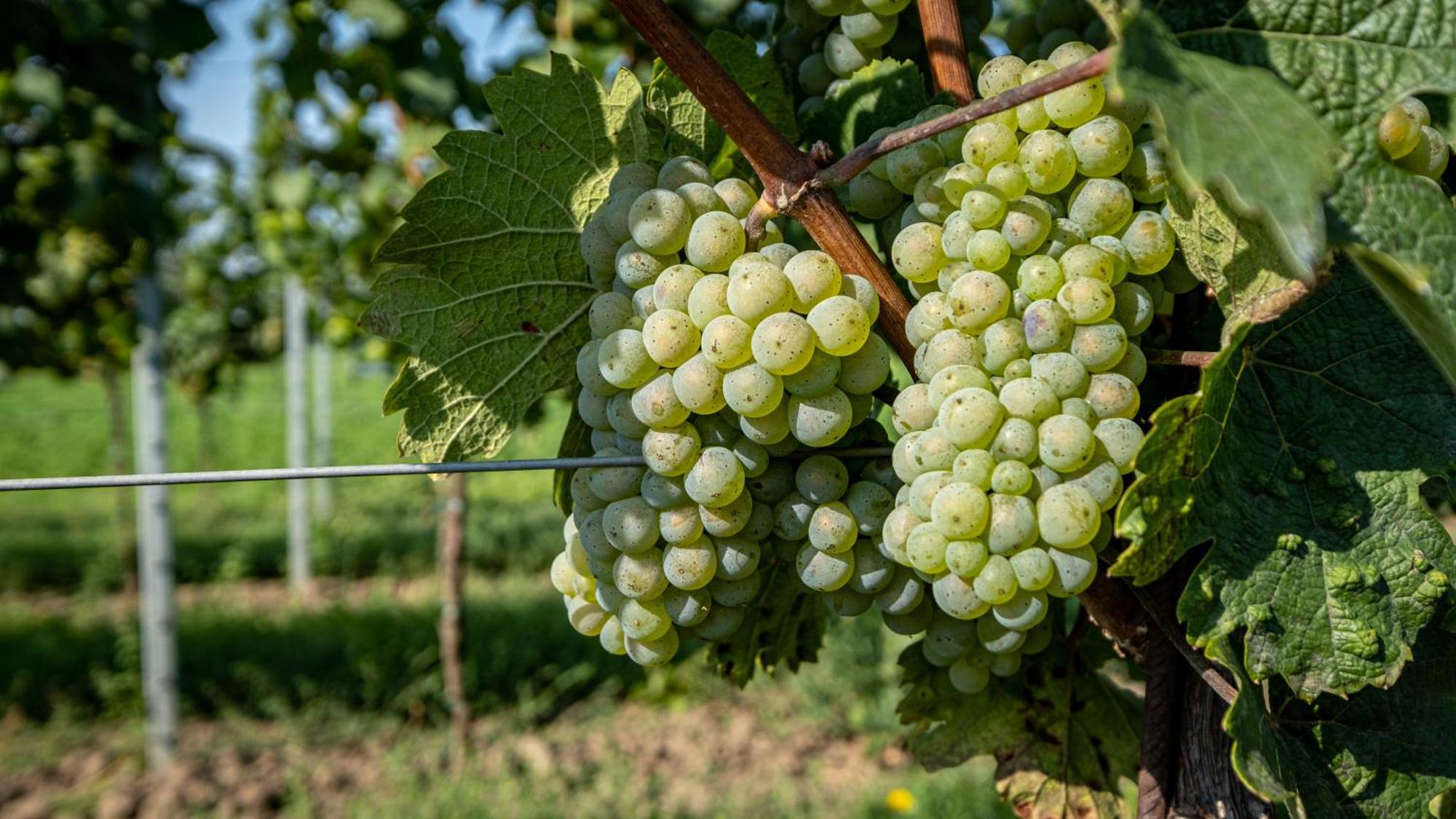 Bořetice 牛山旅馆酒店 外观 照片